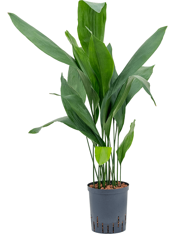 Aspidistra Elatior Nieuwkoop Europe   1ASELTU18 