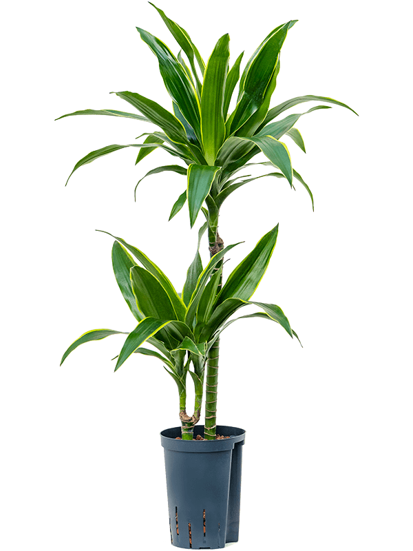 Dracaena arturo | Nieuwkoop Europe