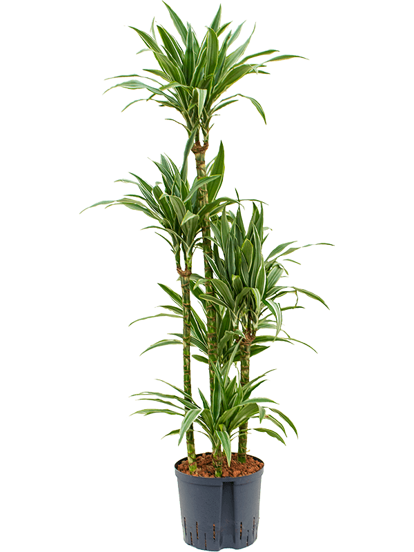 Dracaena deremensis | Nieuwkoop Europe