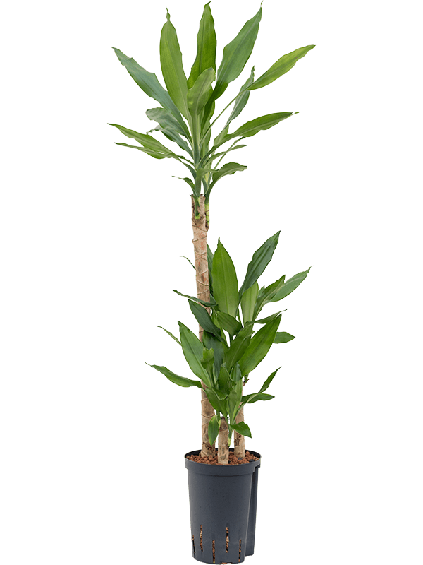 Dracaena fragrans | Nieuwkoop Europe