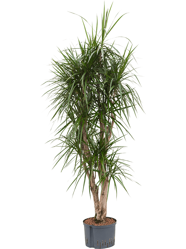 Dracaena marginata | Nieuwkoop Europe