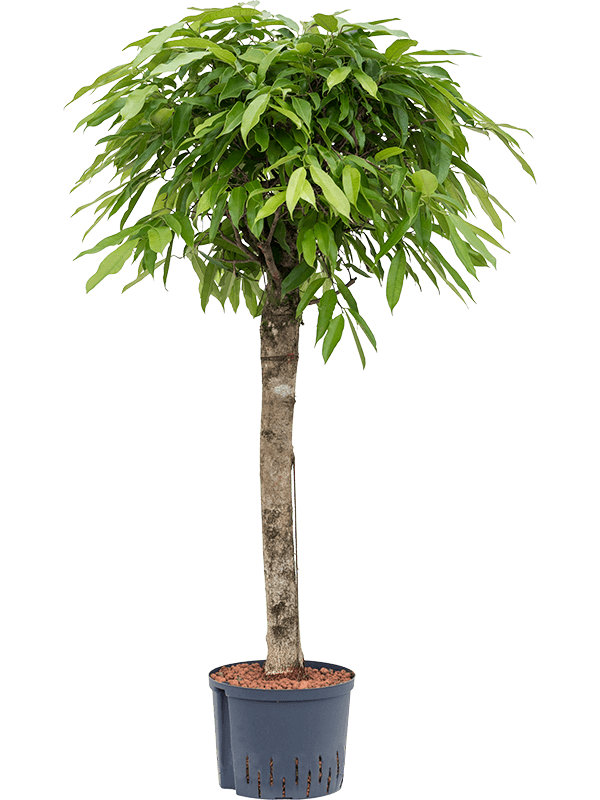 Ficus amstel king | Nieuwkoop Europe