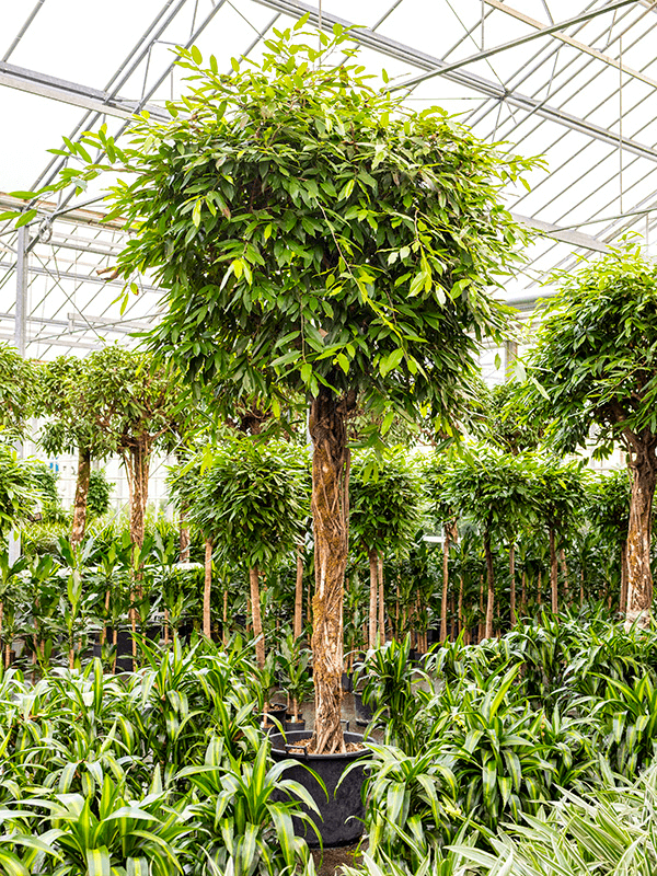 Nieuwkoop Europe | Ficus amstel king