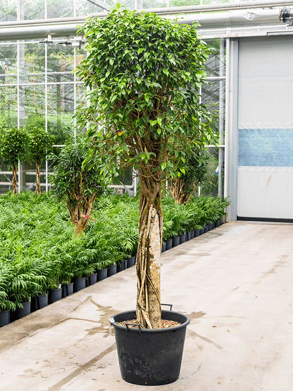 Nieuwkoop Europe | Ficus benjamina columnar