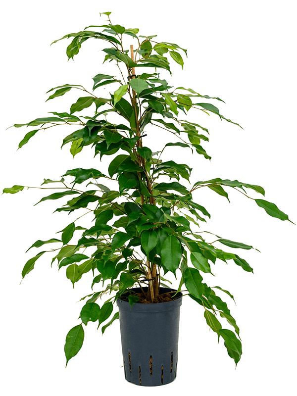 Nieuwkoop Europe | Ficus benjamina