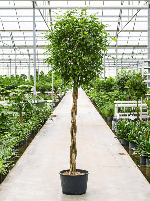 Ficus benjamina 'Columnar' | Nieuwkoop Europe