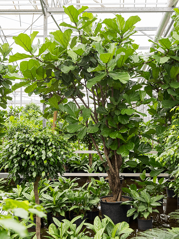 Ficus lyrata | Nieuwkoop Europe