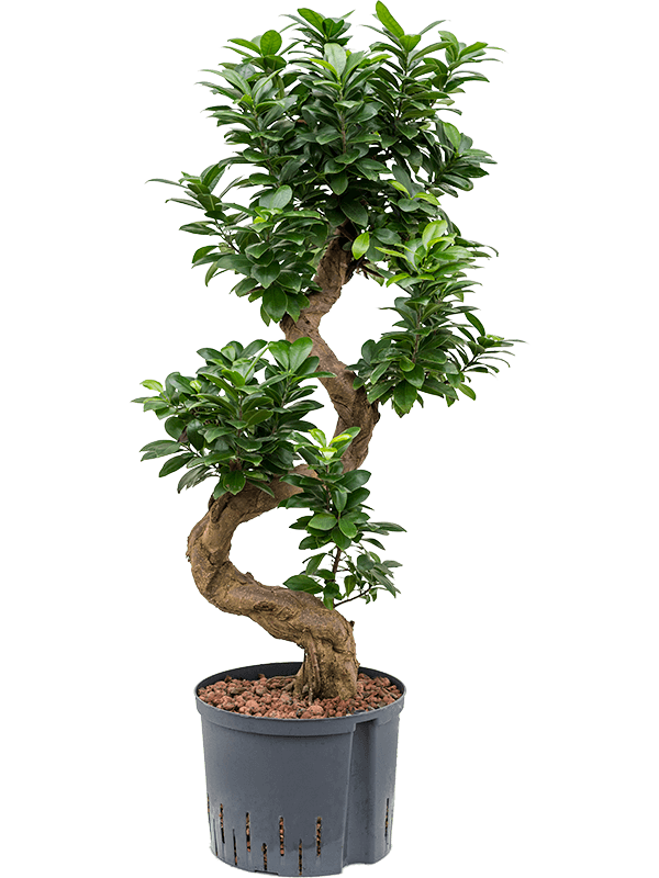 Ficus microcarpa 'Compacta' S-stam bonsai (80) 25/19 95 - Plant - Main image