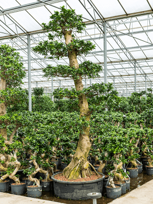 Ficus microcarpa compacta | Nieuwkoop Europe