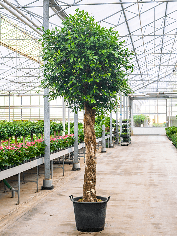 Ficus nitida | Nieuwkoop Europe