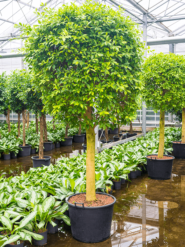 Nieuwkoop Europe | Ficus nitida