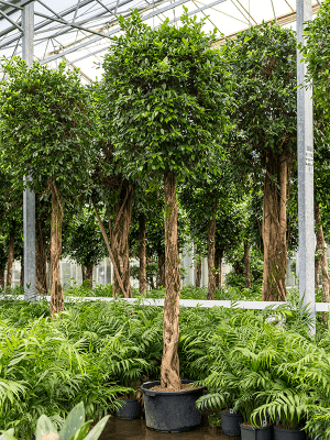 Ficus nitida | Nieuwkoop Europe