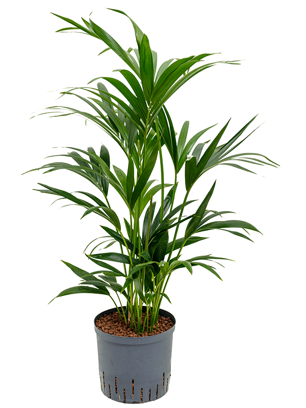 Kentia (howea) forsteriana | Nieuwkoop Europe