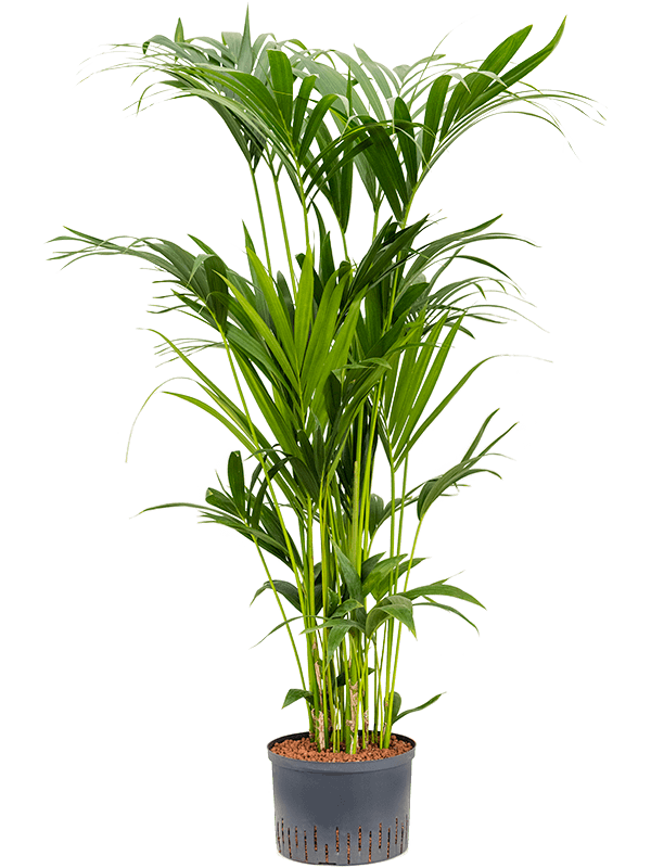 Kentia (howea) forsteriana | Nieuwkoop Europe