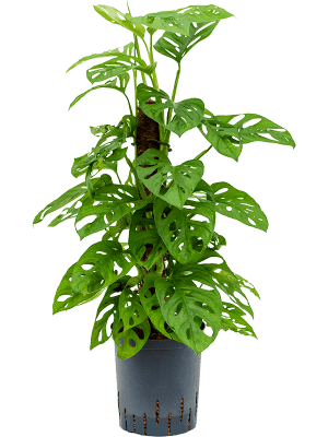 Buy Monstera Wholesale Plants Nieuwkoop Europe