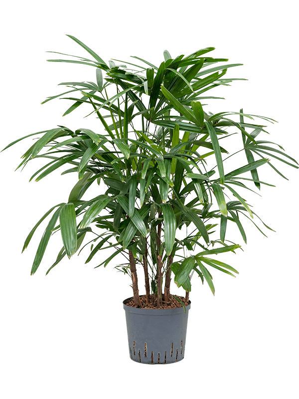 Rhapis excelsa | Nieuwkoop Europe