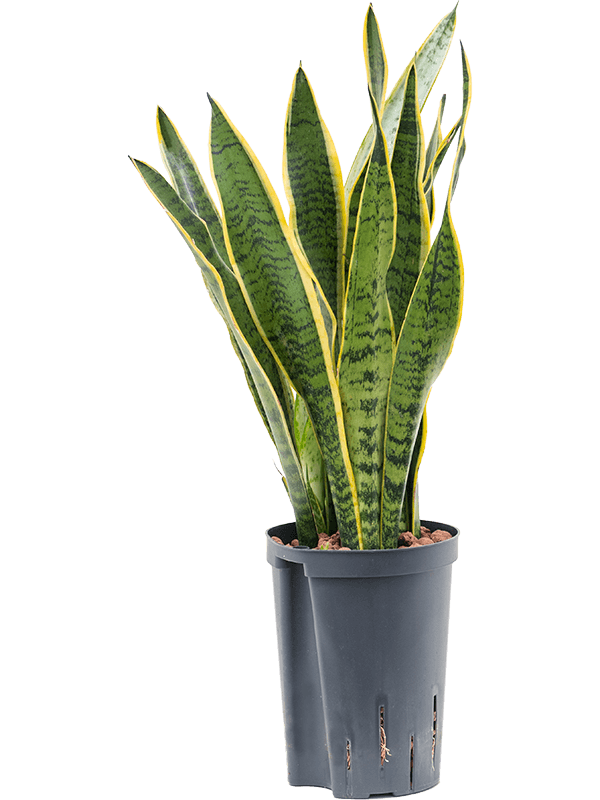 Sansevieria laurentii | Nieuwkoop Europe