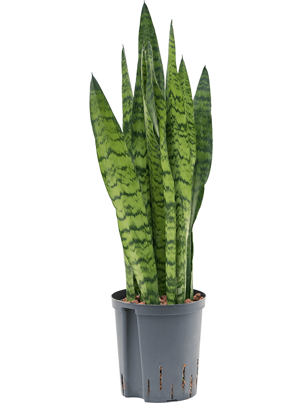 Sansevieria zeylanica | Nieuwkoop Europe