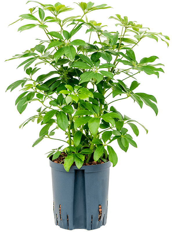 Schefflera arboricola 'Compacta' | Nieuwkoop Europe