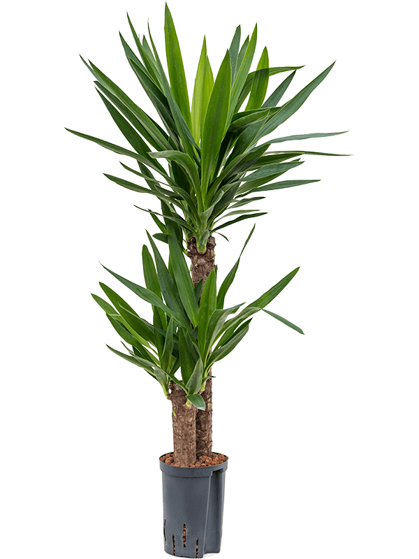 Yucca elephantipes | Nieuwkoop Europe