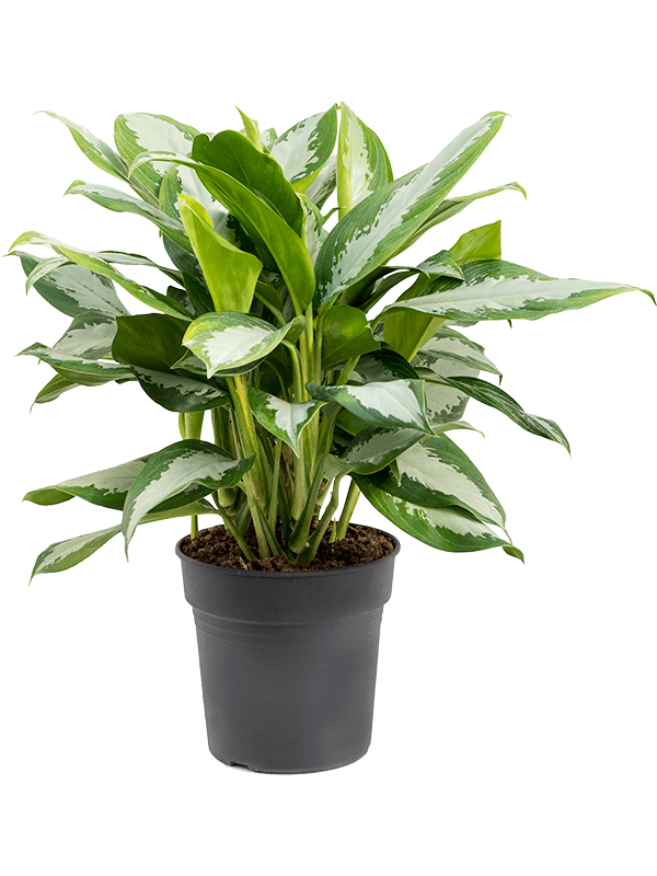  Aglaonema  silver  moon Nieuwkoop Europe