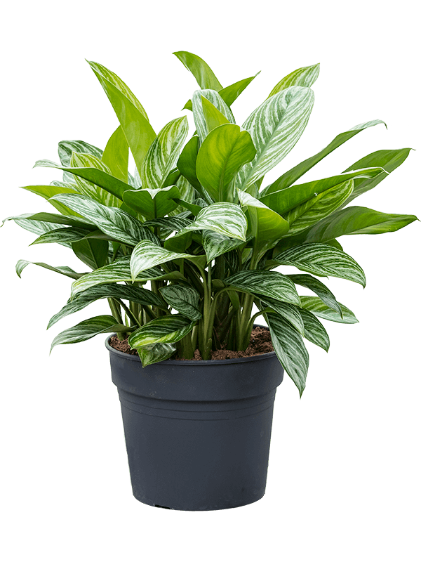 Aglaonema stripes | Nieuwkoop Europe