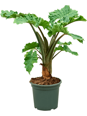 Buy Alocasia 'Low Rider' Bush Soilculture? | Nieuwkoop Europe