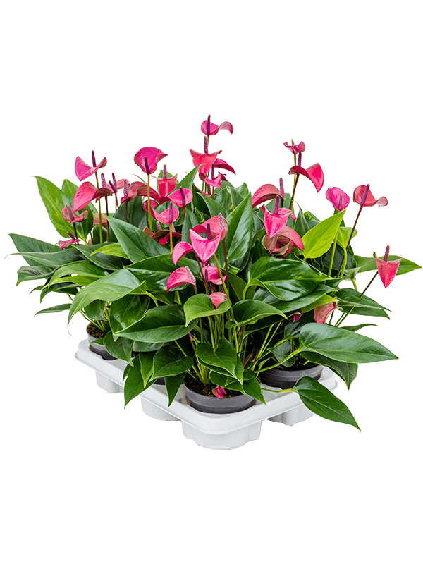 Anthurium andraeanum 'Cirano' 6/tray Lila 12/10 Erdkultur kaufen? |  Nieuwkoop Europe