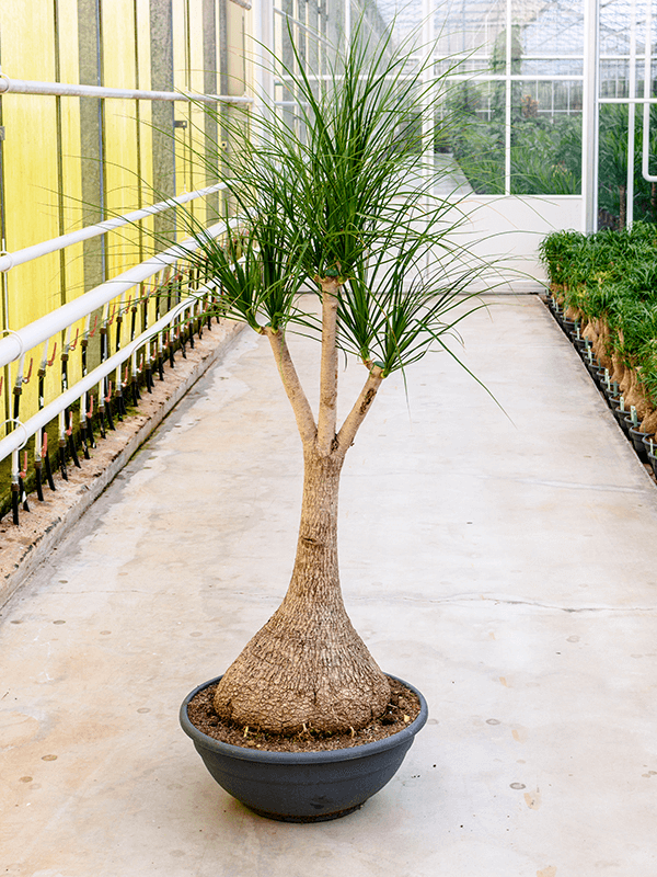 Beaucarnea Nolina Nieuwkoop Europe