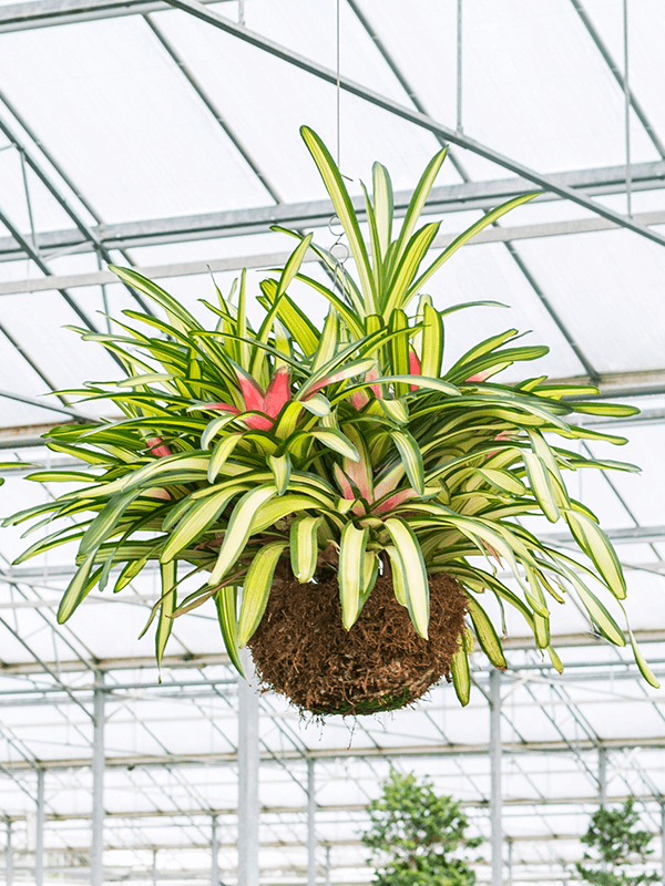 Acheter Neoregelia carolinae tricolor (Bromelia morada) Hanging basket  Terre culture? | Nieuwkoop Europe