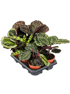 Buy Maranta leuconeura 'Kerchoveana' 10/tray 12/10 Soilculture? | Nieuwkoop  Europe