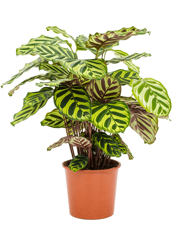 Calathea makoyana | Nieuwkoop Europe