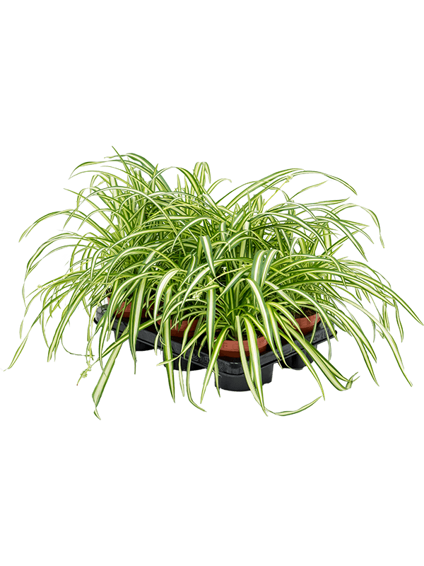 Buy Chlorophytum Comosum Atlantic 6 Tray 12 10 Soilculture Nieuwkoop Europe