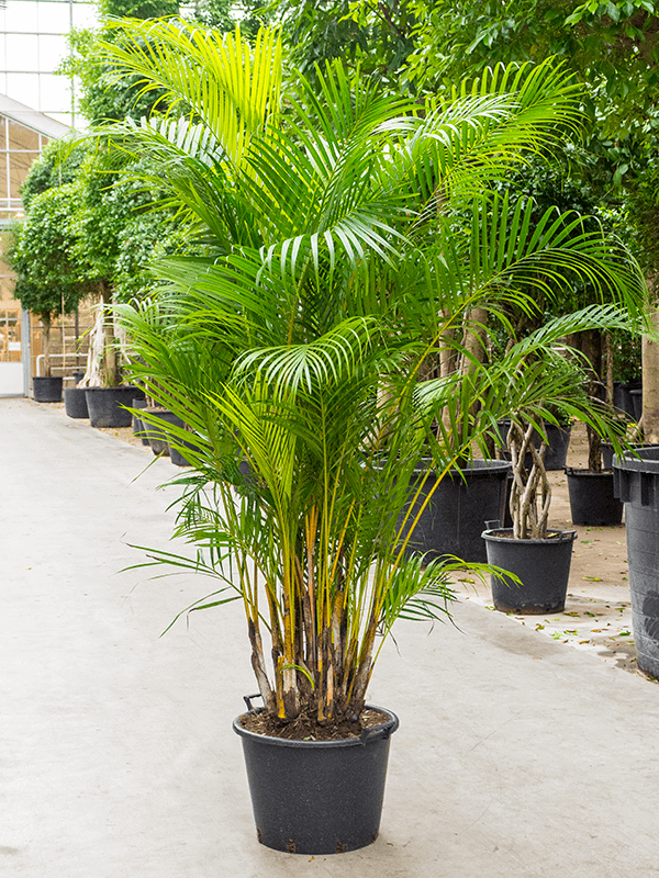 Areca (chrysalidoc.) lutescens | Nieuwkoop Europe