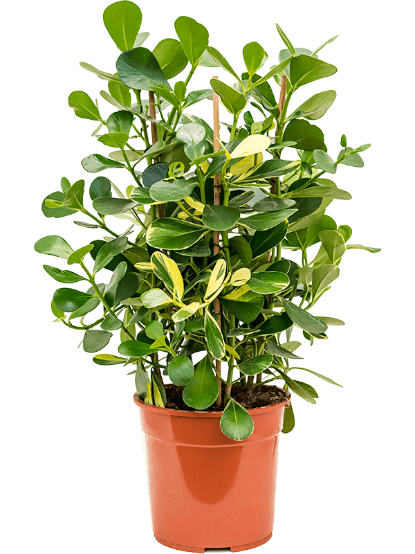 Buy Clusia rosea gold rush - 27/24 Soilculture? | Nieuwkoop Europe