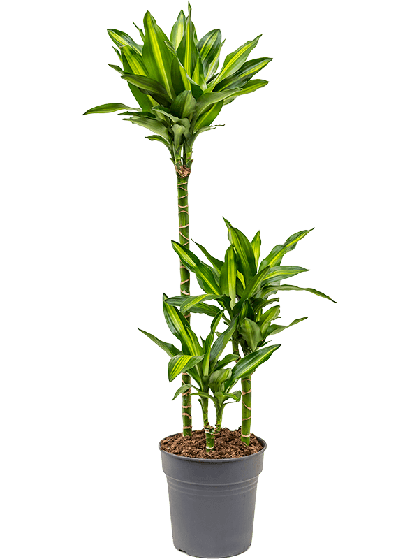 Nieuwkoop Europe | Dracaena cintho