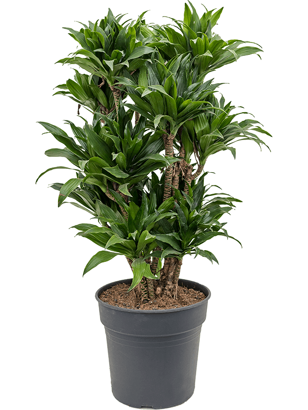 Dracaena compacta | Nieuwkoop Europe