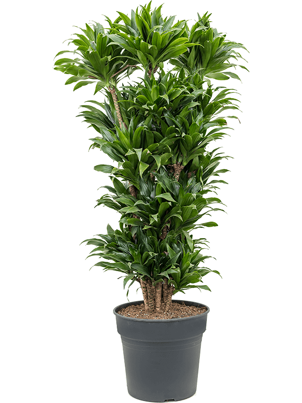 Dracaena compacta | Nieuwkoop Europe