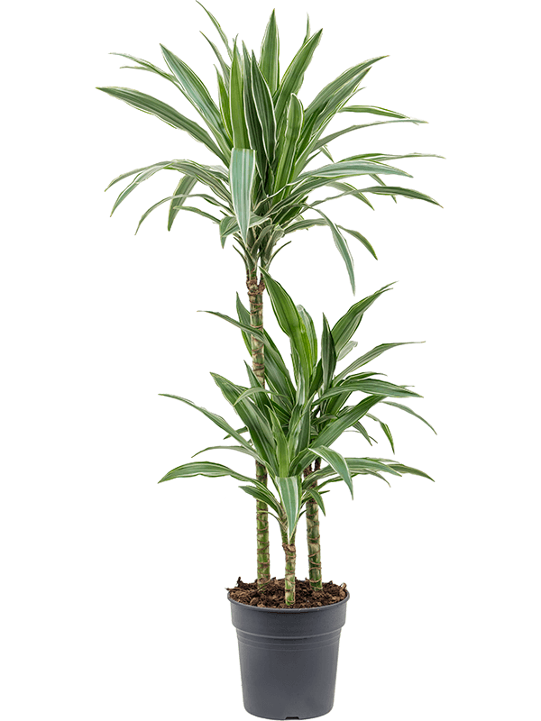 Dracaena deremensis | Nieuwkoop Europe