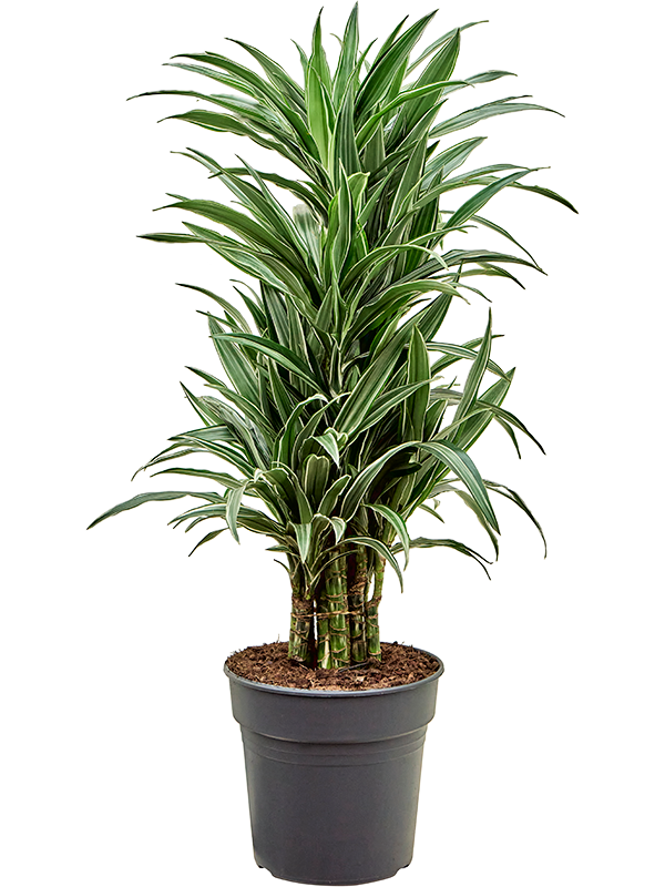 Nieuwkoop Europe | Dracaena deremensis