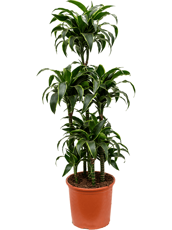 Dracaena fragrans 'Dorado' | Nieuwkoop Europe