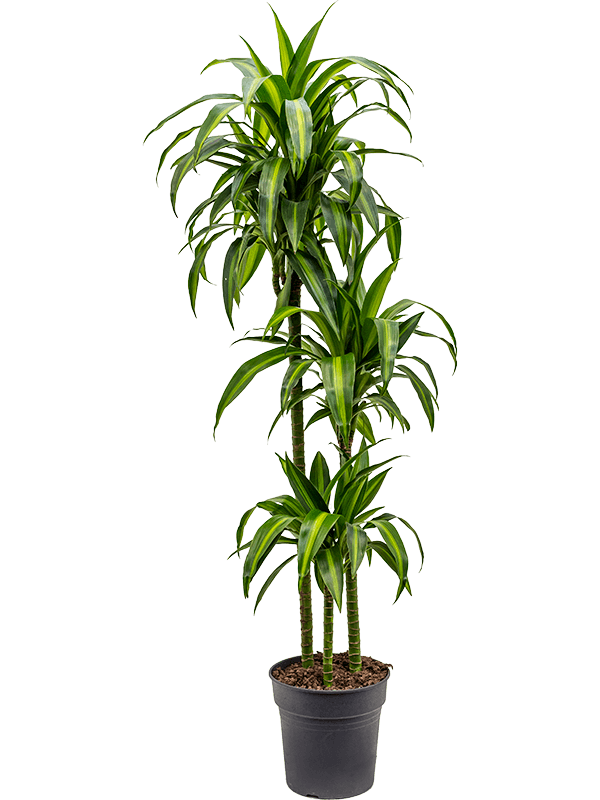 Nieuwkoop Europe | Dracaena hawaiian sunshine