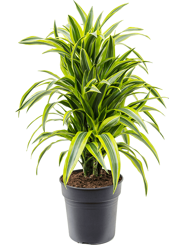 Dracaena Lemon Lime Nieuwkoop Europe