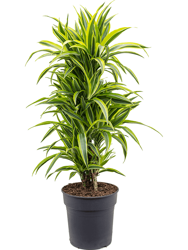 Dracaena fragrans 'Lemon Lime' | Nieuwkoop Europe