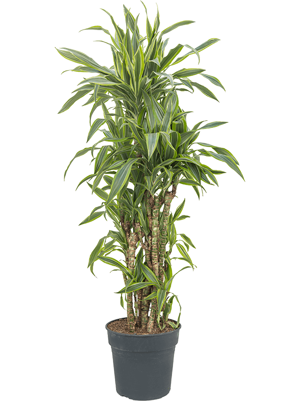 Nieuwkoop Europe | Dracaena lemon lime