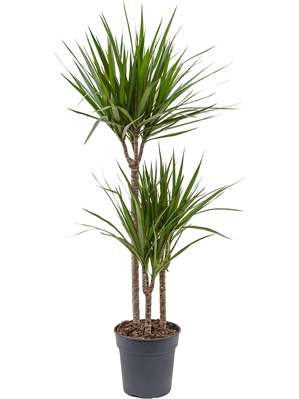 Dracaena marginata | Nieuwkoop Europe