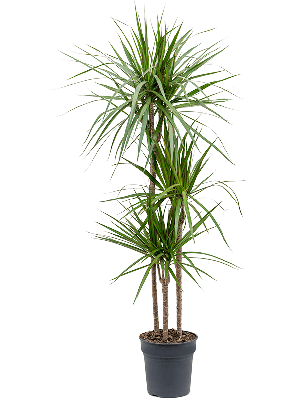 Dracaena marginata | Nieuwkoop Europe