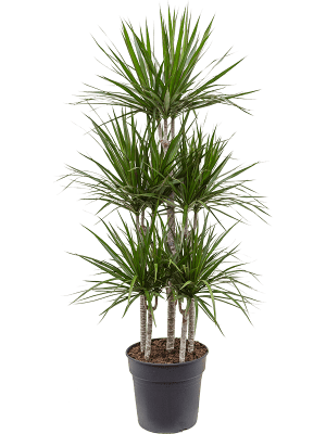 Dracaena marginata | Nieuwkoop Europe