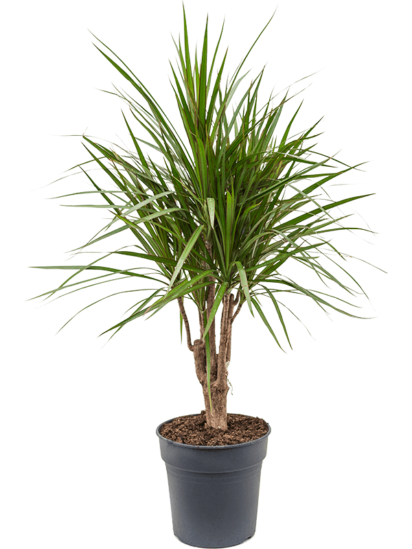 Buy Dracaena marginata Branched 24/23 Soilculture? | Nieuwkoop Europe