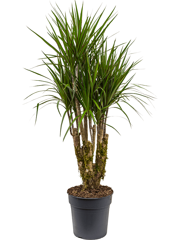 Dracaena Marginata 